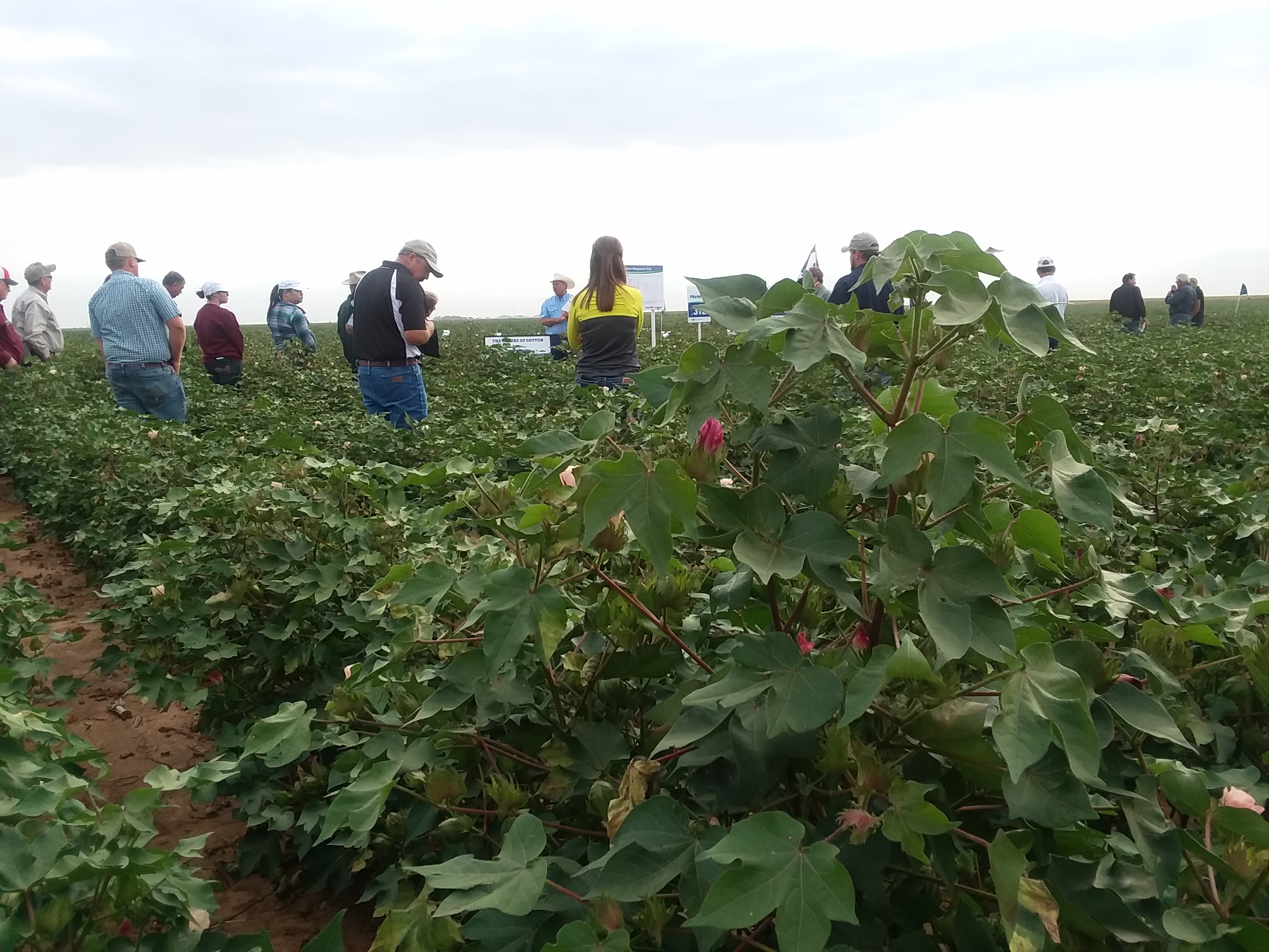 Texas Alliance for Water Conservation Field Day