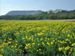 Hacienda Maria (background) overlooking the native seed farm, Junction, Texas.