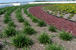 Completed living roof with vegetation