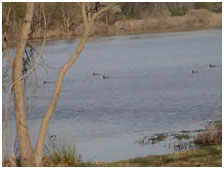 Coffee Mill Lake and Dam (Photo source: http://www.bonham-tx.com)