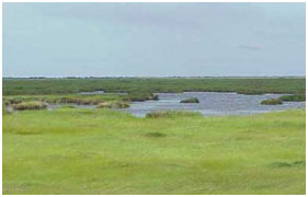 Compartment of No. 12, the J. D. Murphree Wildlife Impoundments (Photo courtesy of http://www.ducks.org/texas/texas-projects/jd-murphree-wma-compartment-12-enhancement)