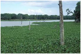 Lake Texana (Photo provided by Texas Park and Wildlife Services)