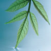 Water Conserving Tips