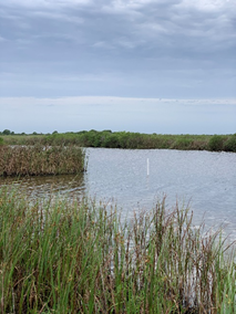 Coastal water with reeds