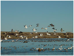 Geese at Rita Blanca Lake (Photo source: Panhandle Tourism Marketing Council's website)