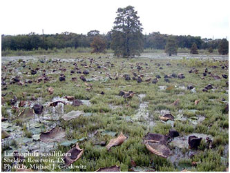 Rare species in Sheldon Reservoir (Photo courtesy of Michael J. Grodowitz, USGS)